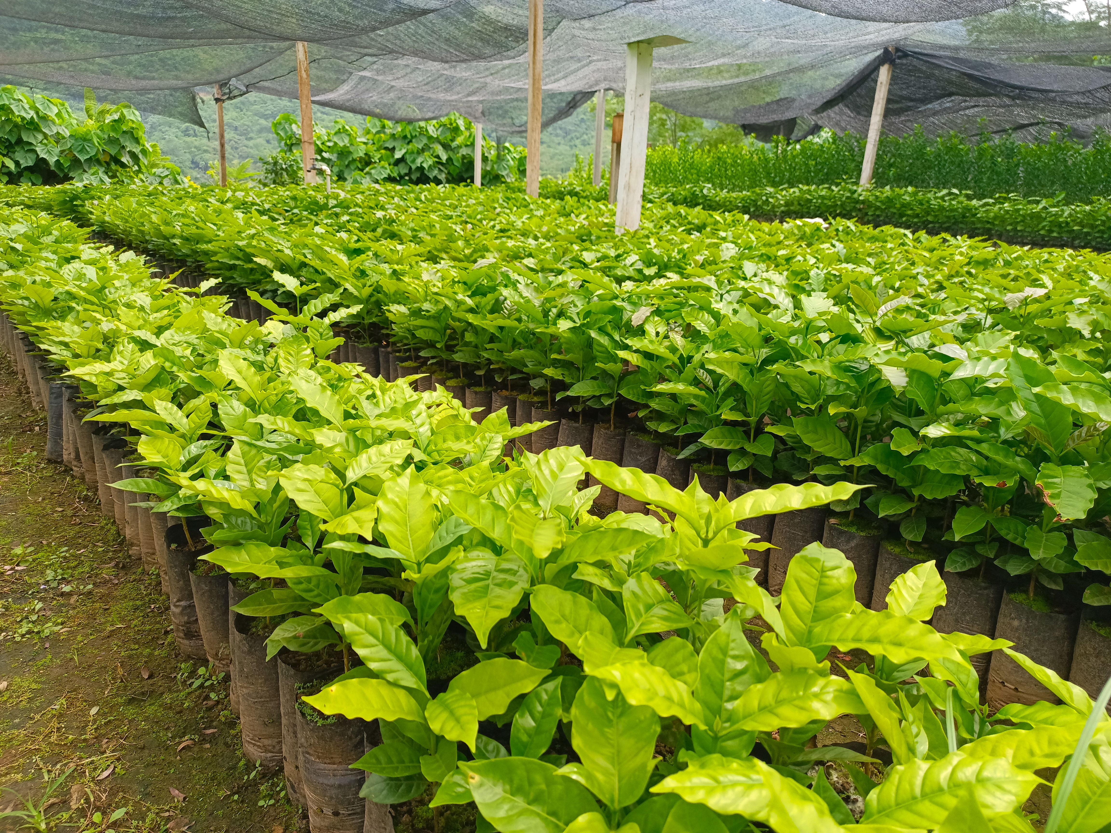 Vivero y Bioinsumos CELCCAR