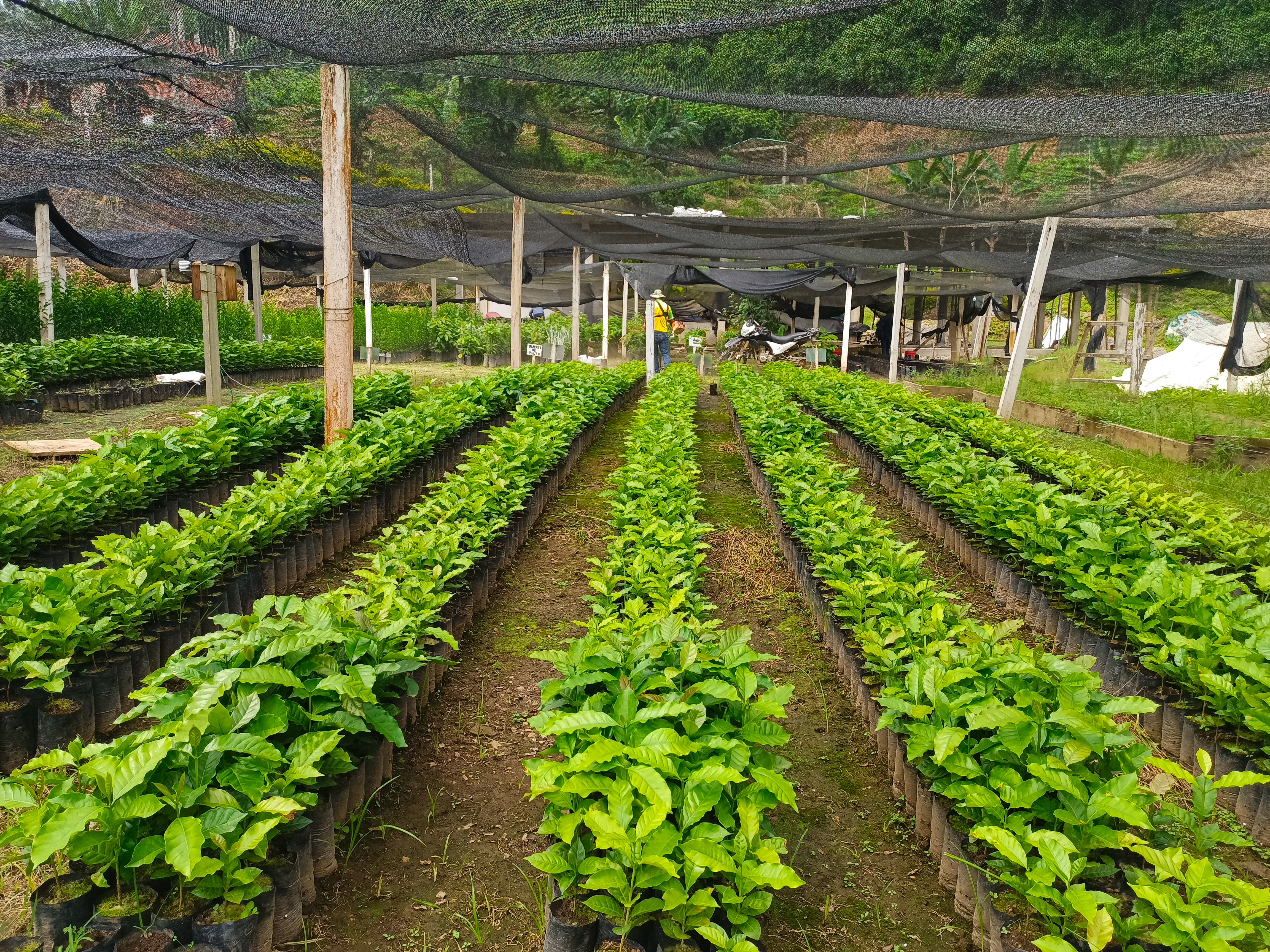 Vivero y Bioinsumos CELCCAR