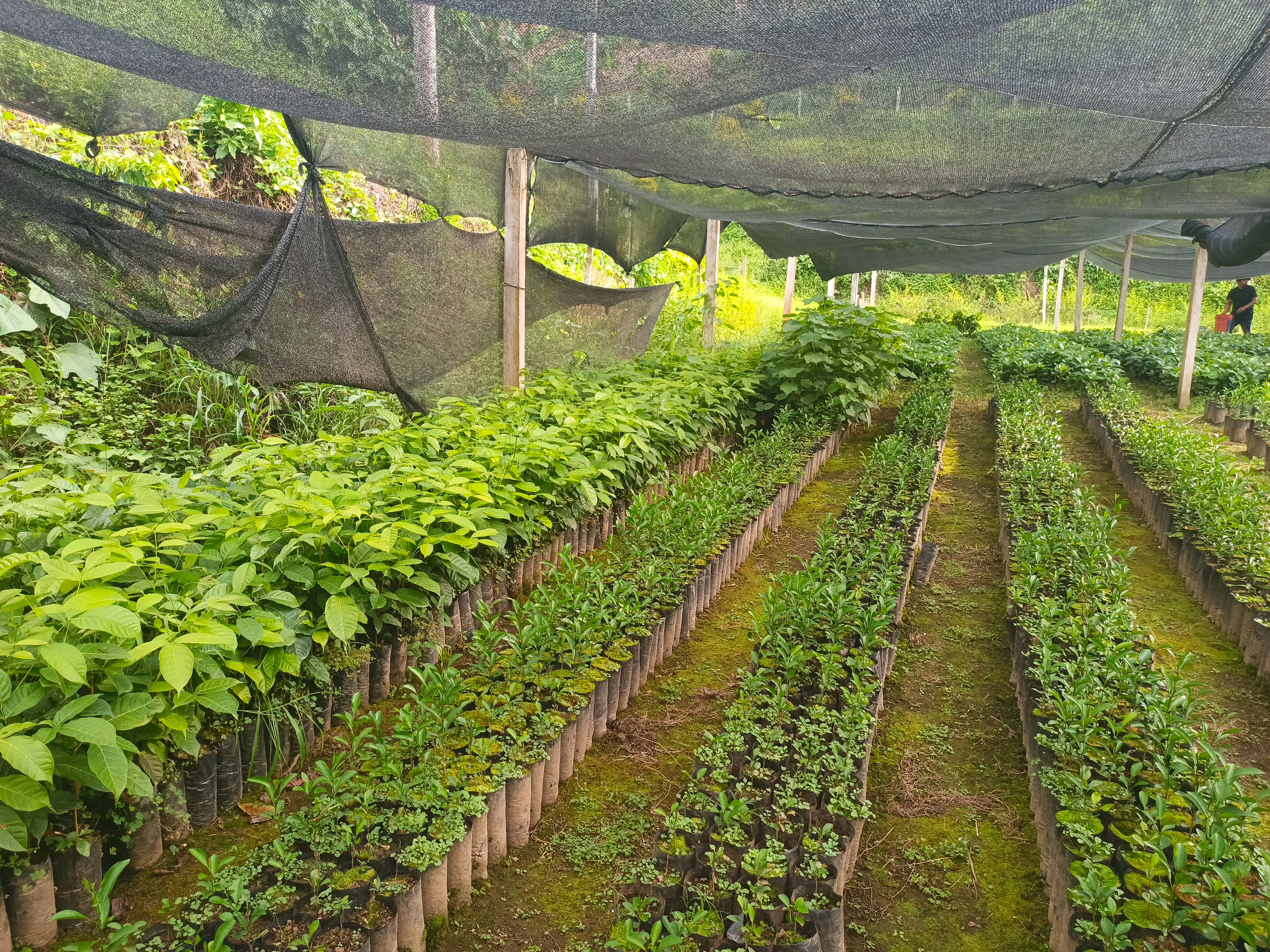 Vivero y Bioinsumos CELCCAR