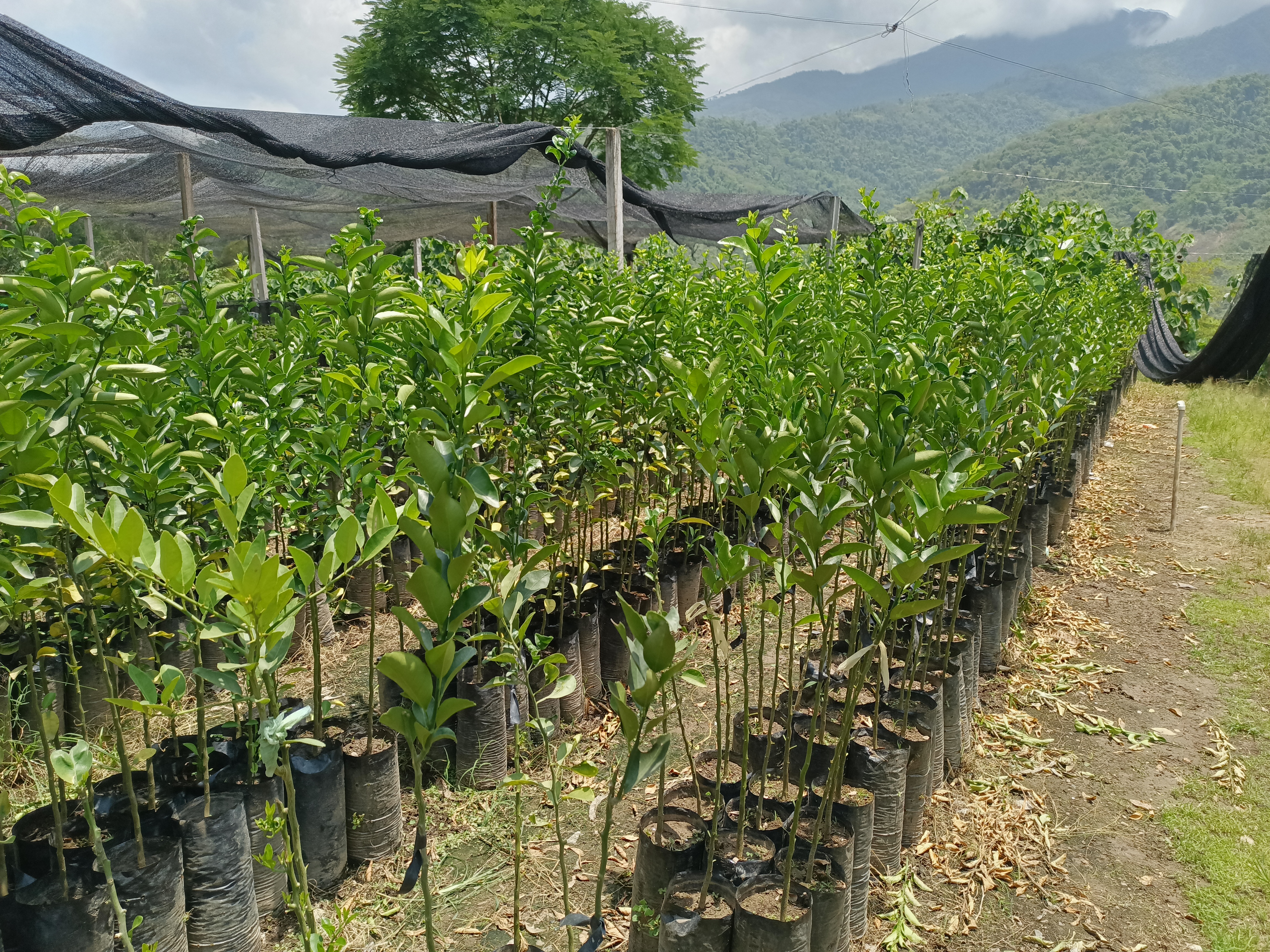 Vivero y Bioinsumos CELCCAR