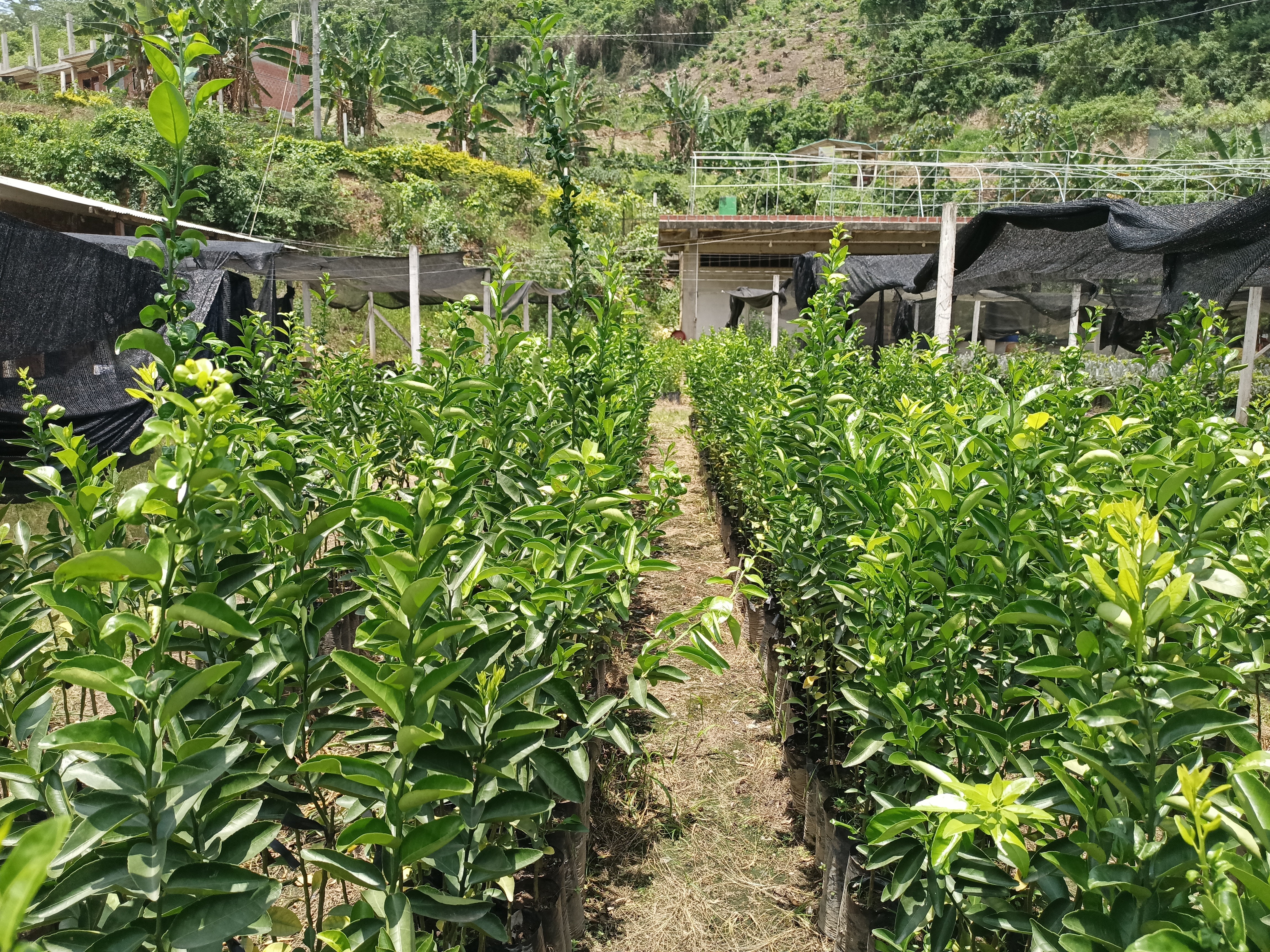 Vivero y Bioinsumos CELCCAR